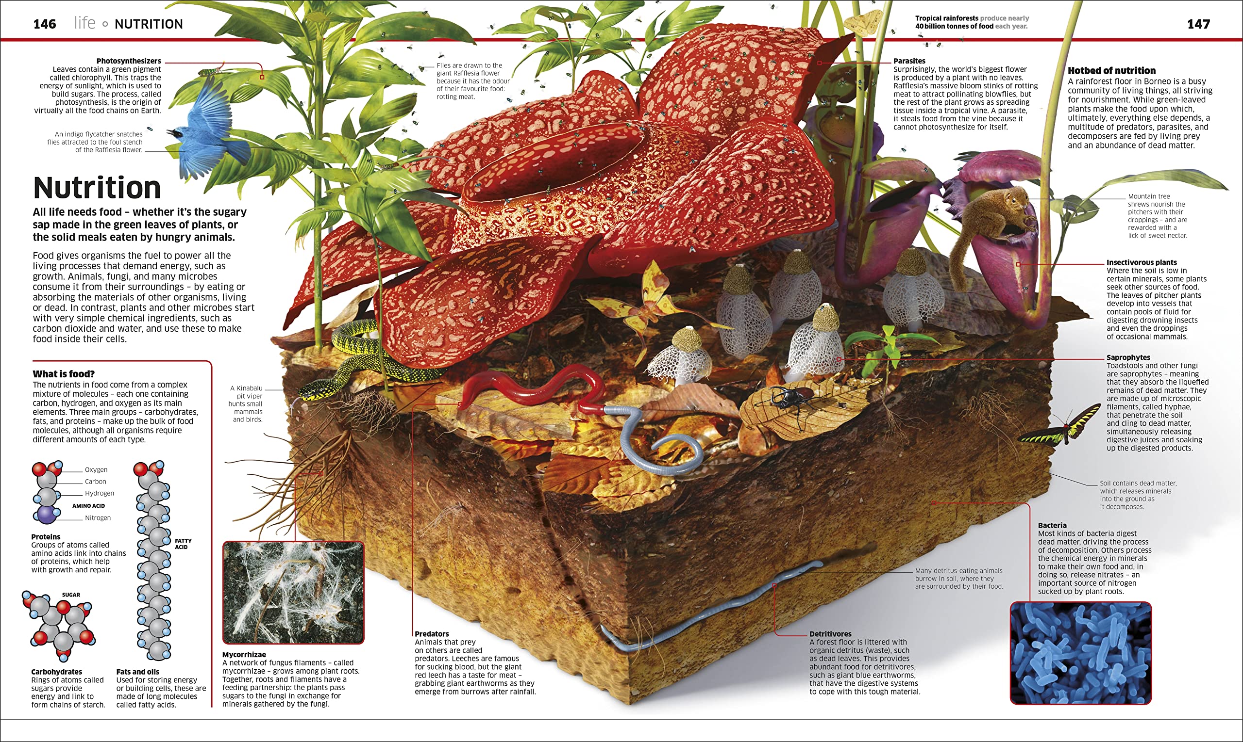 DK Knowledge Encyclopedia Science