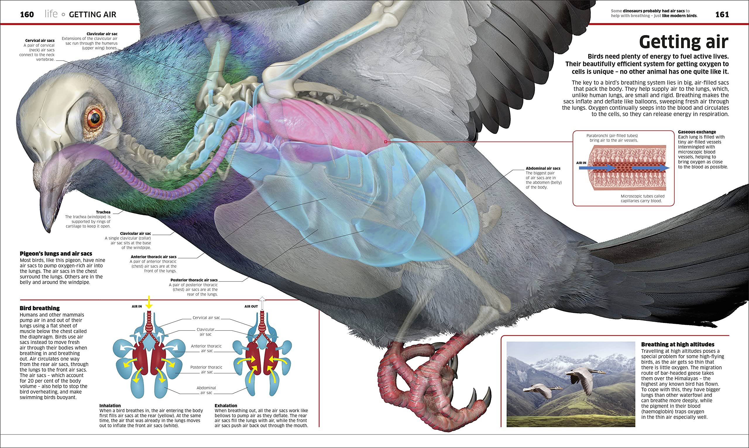 DK Knowledge Encyclopedia Science