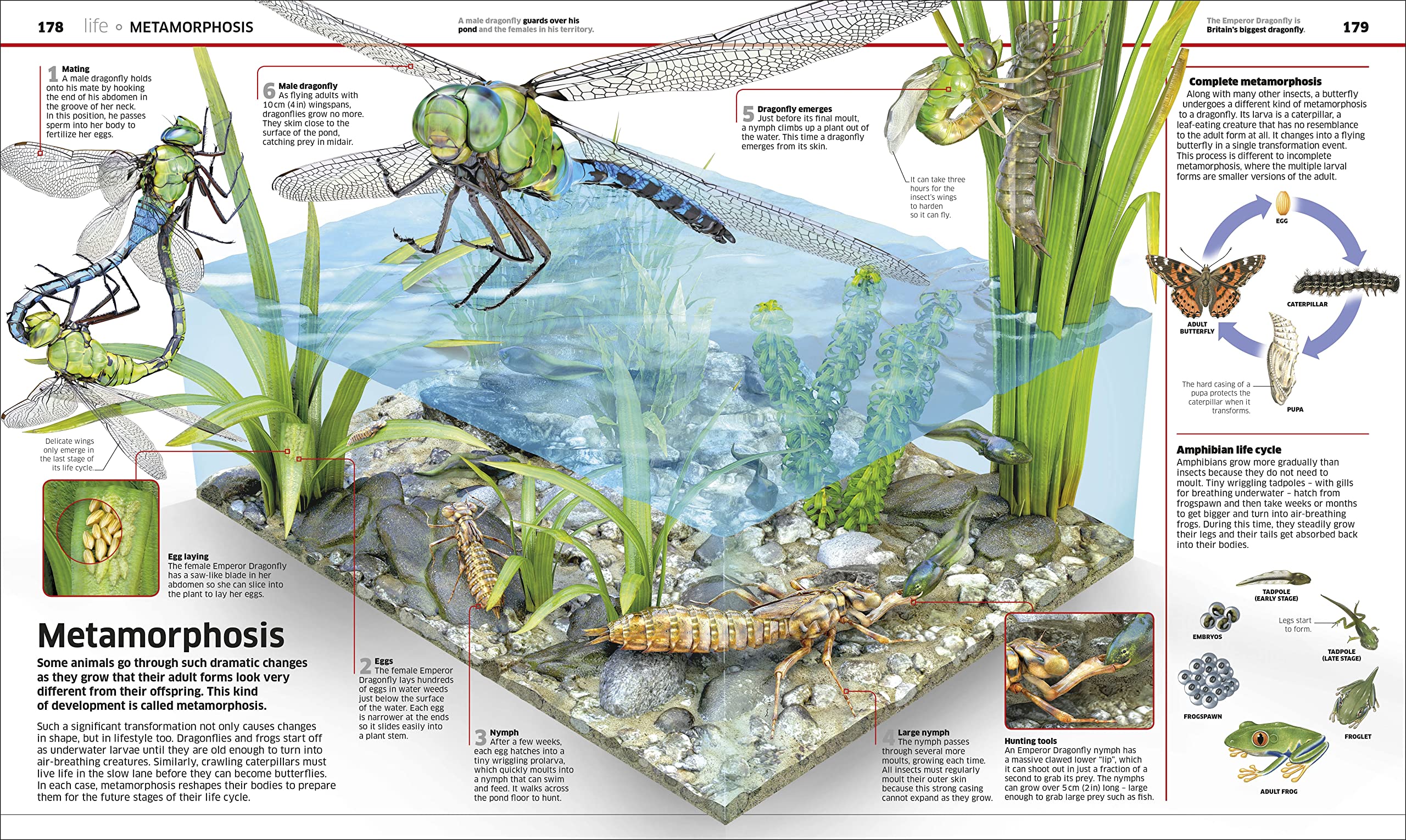 DK Knowledge Encyclopedia Science