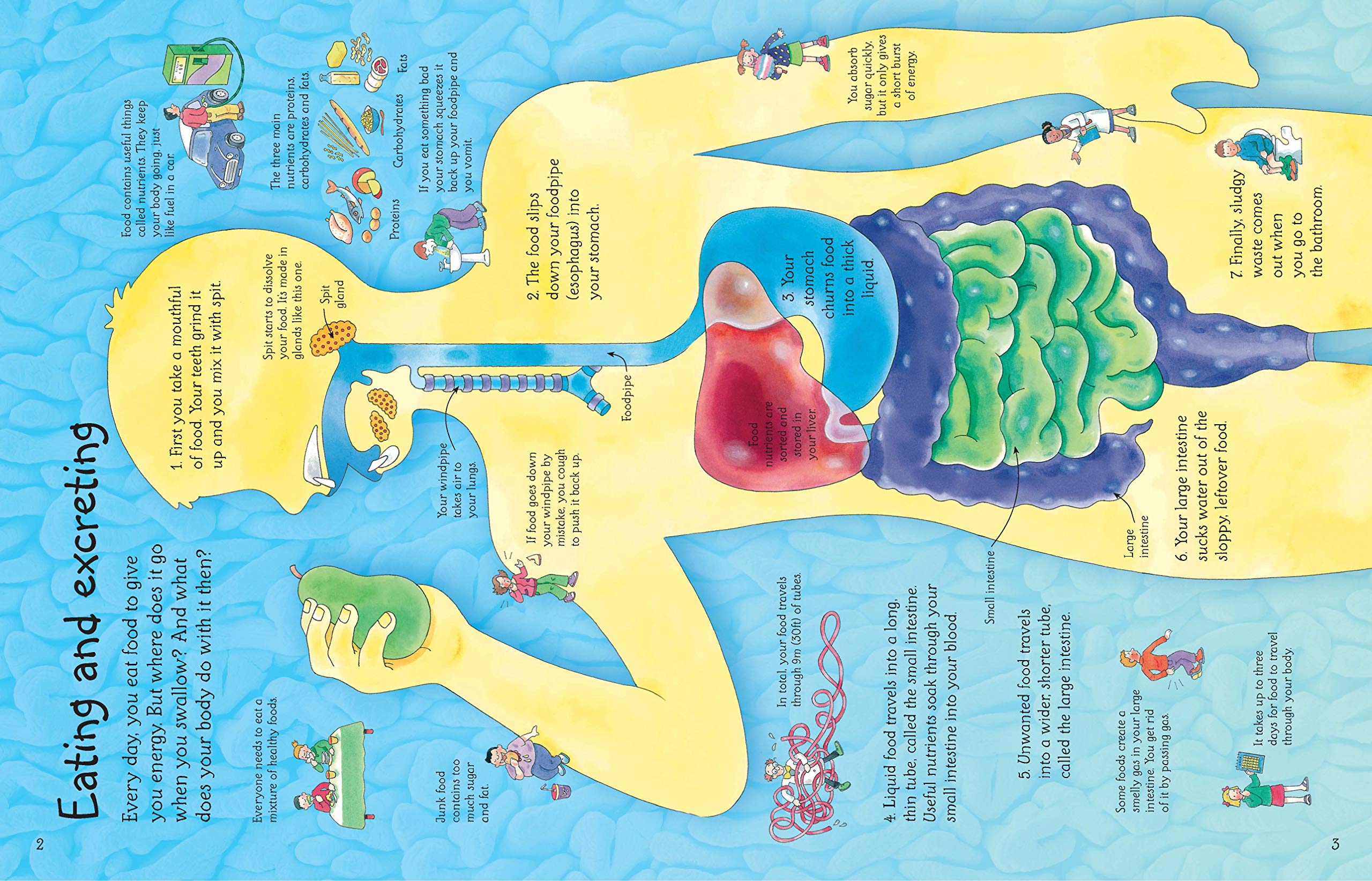 SEE INSIDE YOUR BODY Flap Book