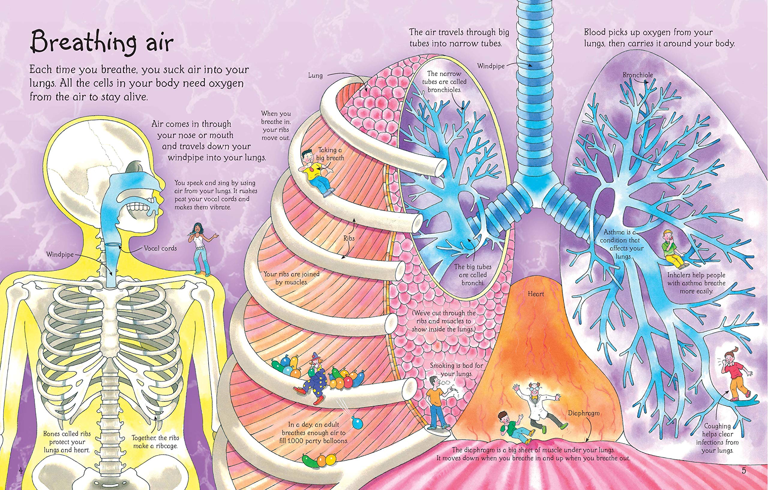 SEE INSIDE YOUR BODY Flap Book