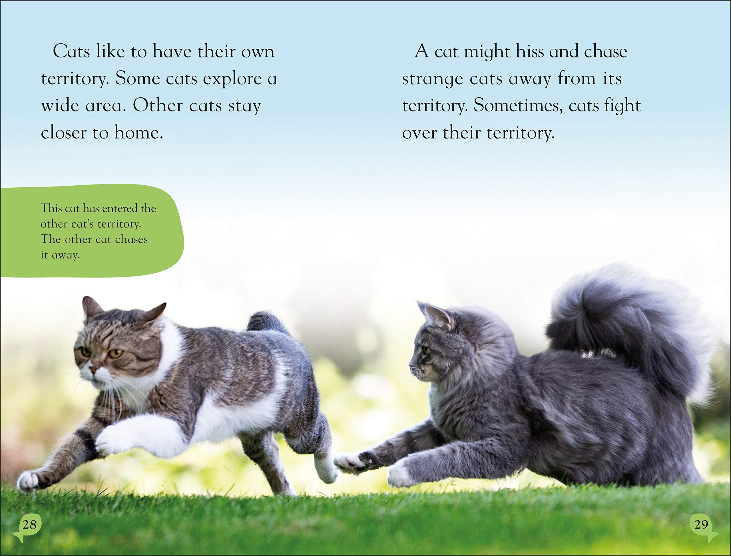 DK Reader Level 2: Cats and Kittens